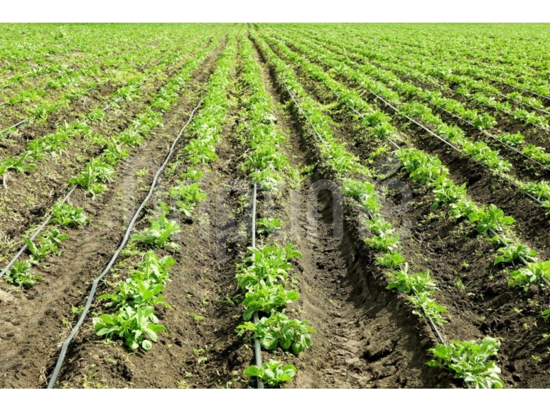 Drip Irrigation in Potato Farming: A Complete Guide — Powered by Driptime