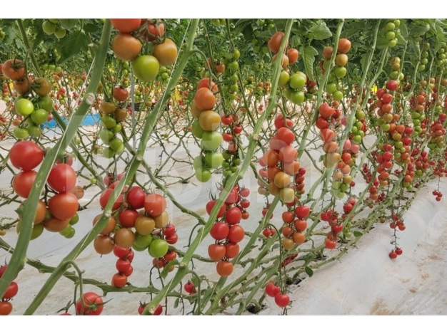 Driptime® Drip Irrigation Boosts Vegetable Yields in Morocco | Farmer Success Story