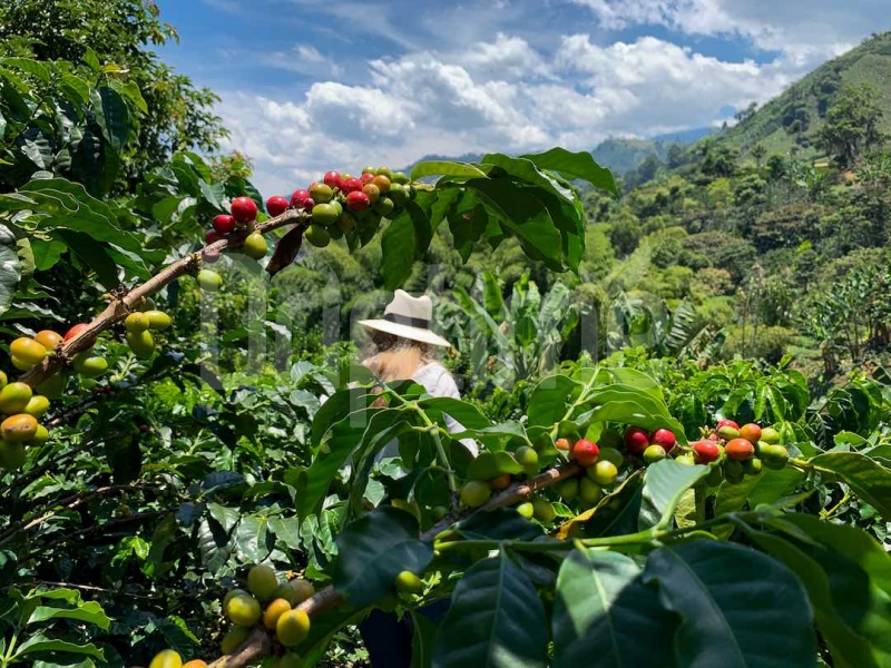 Transformación Agrícola en Colombia: El Éxito de Juan Carlos Moreno con Driptime